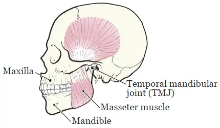 Bones and muscles of jaw including the mandible, masseter and temporal mandibular joint