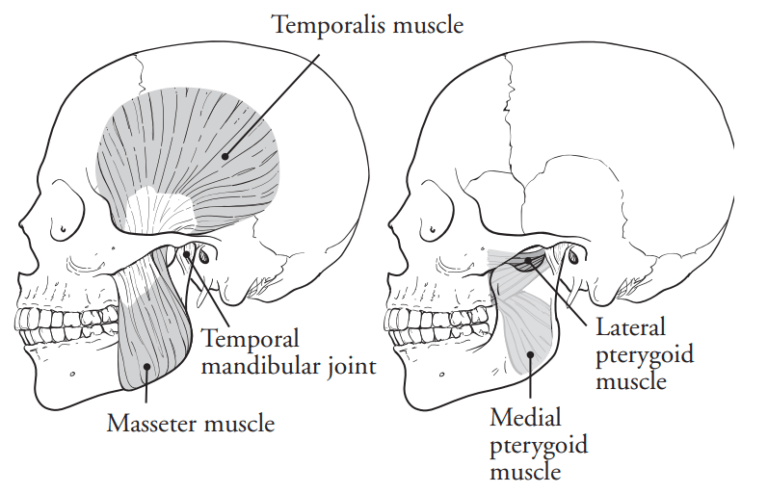Muscles of the jaw